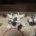 للبيع صوص دجاج رومي