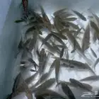 سمك