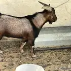 تيس قزمي للبيع