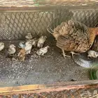 للبيع دجاجة بلدي وديكين بلدي