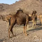 مزاد على بل نياق مراح واحد عددها 70 فحولها 2