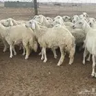 62 غنم حريات مراح واحد ولد ودفيع حرش صغار سن تم البيع