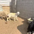 رخله حريه صنف