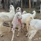 3جفار وتيس مطوره