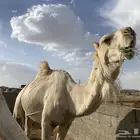 بعير كفو