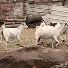 معزا بياشا دفيع