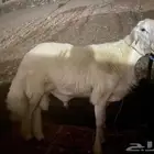 طلي جذع