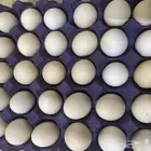 بيض بلدي