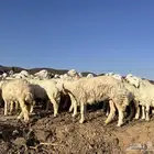 العدد 65