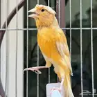 انثى كناري مشمشي كرست لون جميل .تم البيع