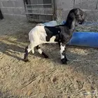 داغور ساكني