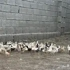 صوص
