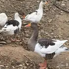 وز بلدي للبيع مستعجل
