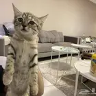 قطه تايقر للتبني