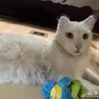 قطه للتبني