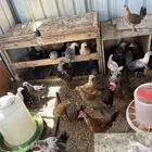 صوص بلدي للبيع أعمارها تقريبا 3اشهر