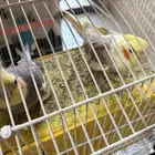 للبيع زوج كروان