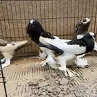 أربع حبات نفاخ مسوبع شباب