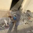 25 طير كروان هولندي للبيع