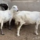 ضأن رفيدة