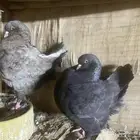 جوزين كنق ركوب جديد
