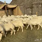 ضان حريات ( تم البيع )