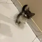 قطط صغيرة لتبني