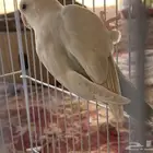 مفقود طير روز