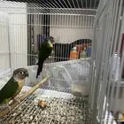 زوج كنيور جولي شيك