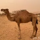 ناقة ساحلية للبيع