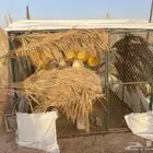 شبك 2 2رتفاع 2 نظيف الطيور