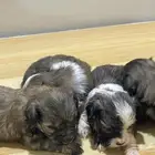 جراوي للبيع