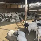 غنم بربري عرض خاص