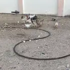 دجاج تركي
