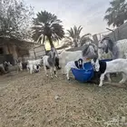 معزى وحريات بو تركي بالخرج خيارك الأفضل إذا دراهمك واجد ياحب