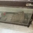 احواض أسماك للبيع برماح