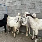 تيوس مسراح فل شحم ذبايح او مشاريع