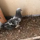 زكر تركي صفقه قويه