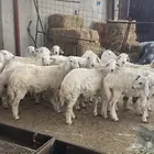 ذبايح حري