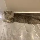 قطة سكوتش للتبني