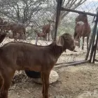 مشروع فحل ادهم