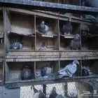 للبيع - لاحم 100 جوز تقريبا