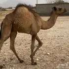 قعود للبيع مشروط