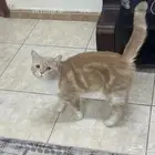 قط ذكر لاتبنى مجانا لدواعي السفر