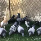 حمام زاجل