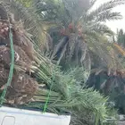 نخل مثمر للبيع نوصل لا جميع أنحاء المملكة