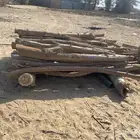 عيدان أثل مراكيز العدد33 بيشه