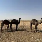 للبيع 6 قعدان اعمارهن من 6 شهور إلى 9 شهور سليمان شرط