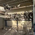 حمام منوع للبيع