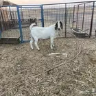 تيس بورقوت دم صافي